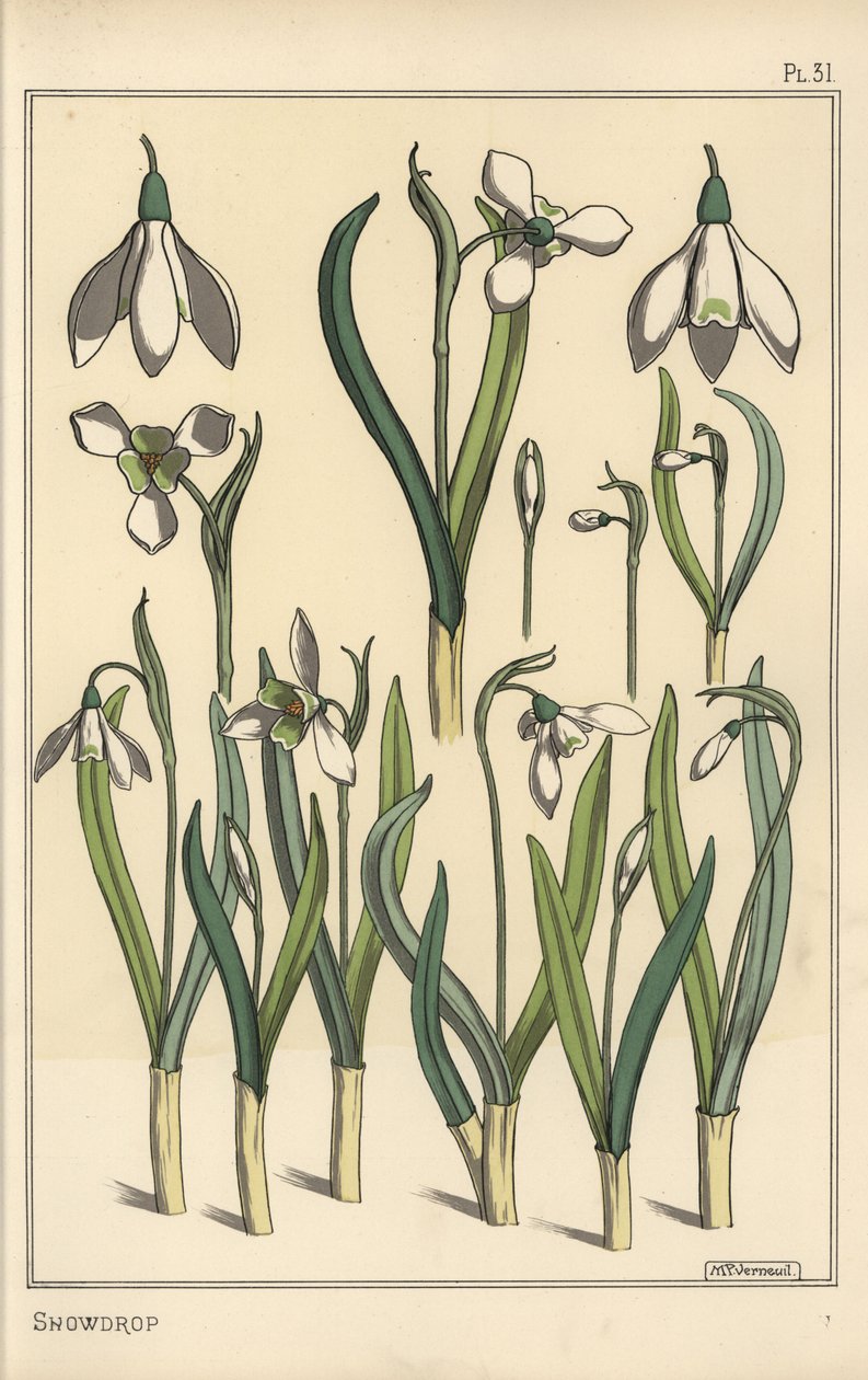 Bir kardelen botanik çizimi, Galanthus nivalis by Eugene Grasset