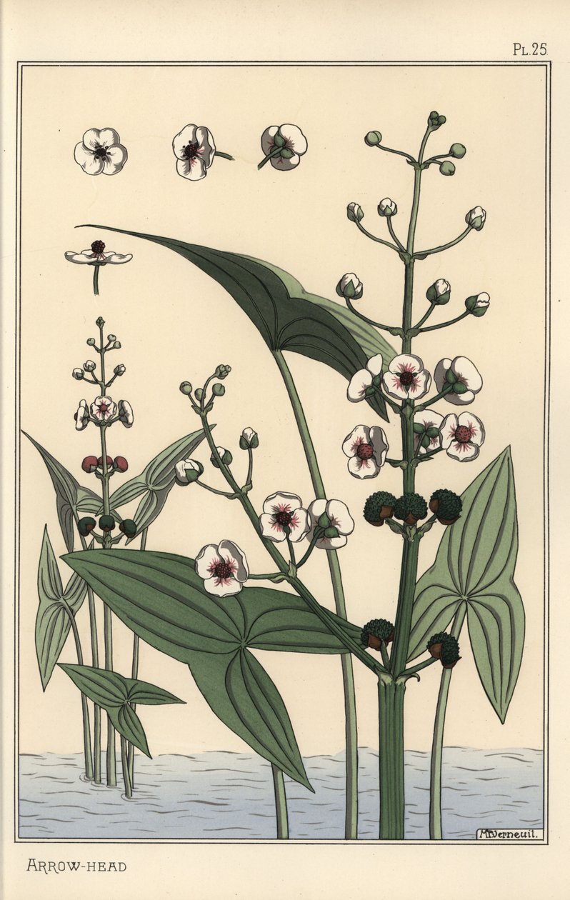 Ok ucunun botanik çizimi, Sagittaria sagittifolia by Eugene Grasset