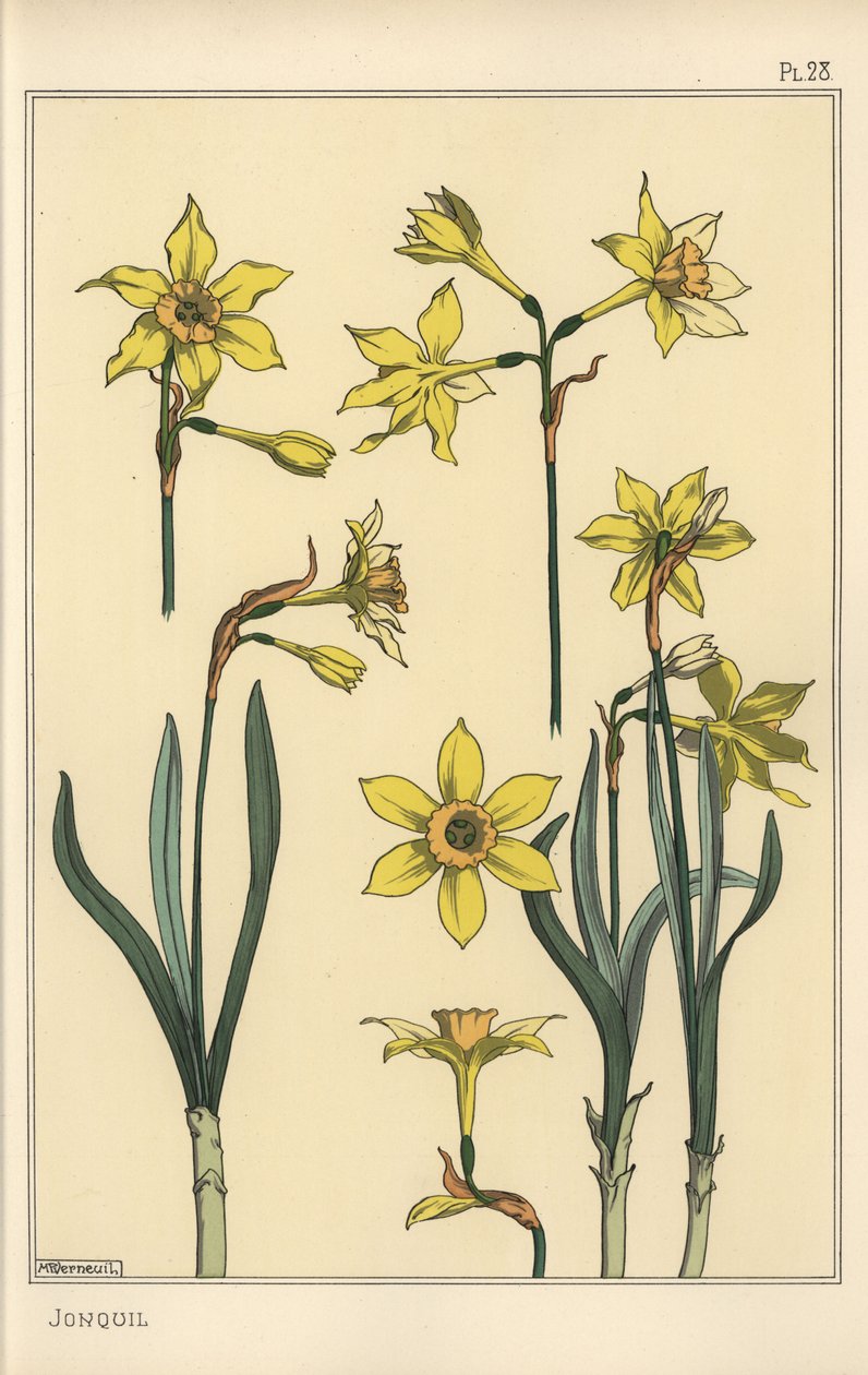 Jonquil, Narcissus jonquilla, çiçek parçalarını gösteren botanik çizimi by Eugene Grasset