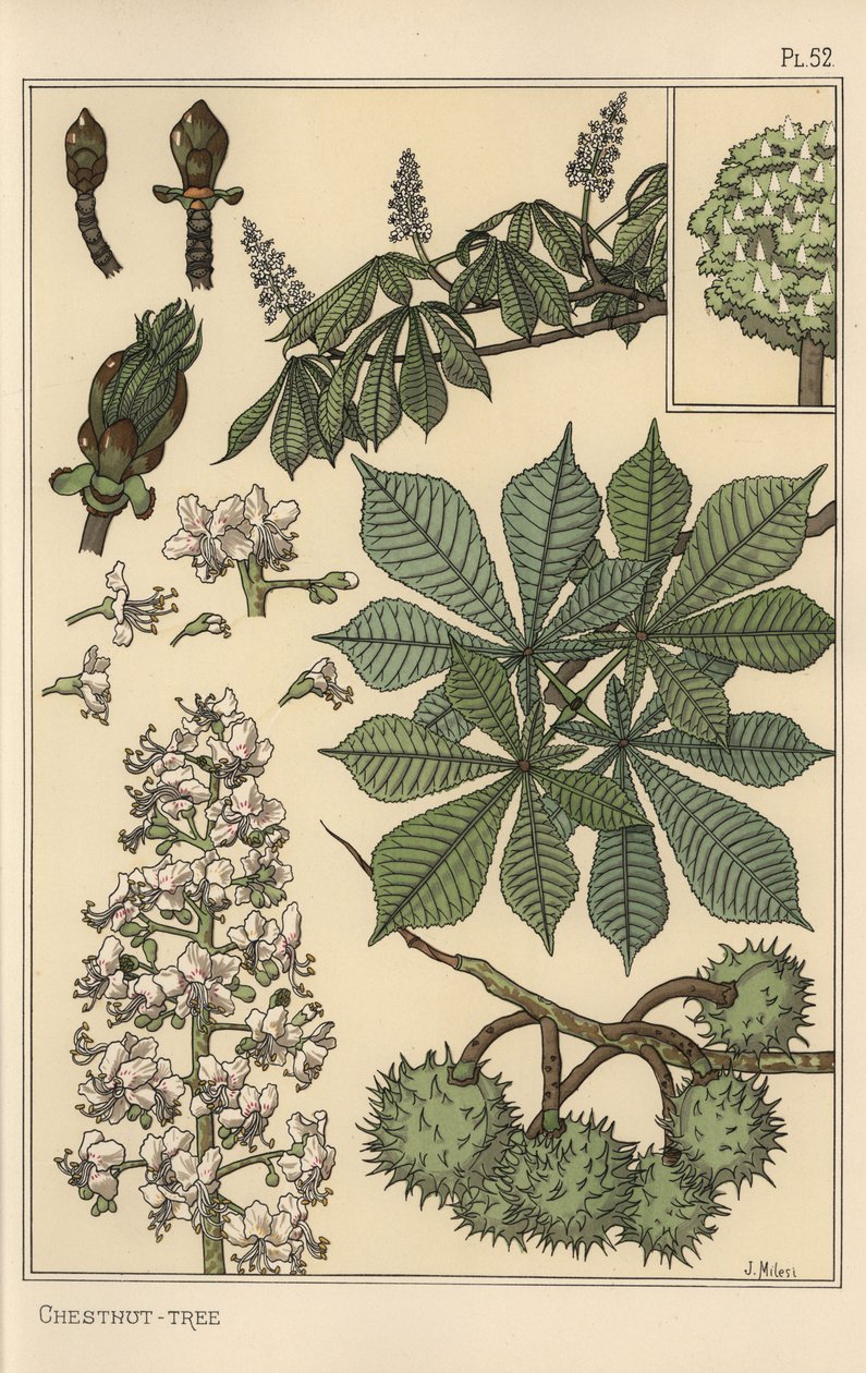 Kestane ağacı botanik çalışması by Eugene Grasset