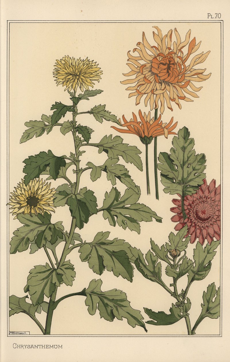 Krizantem botanik çalışması by Eugene Grasset