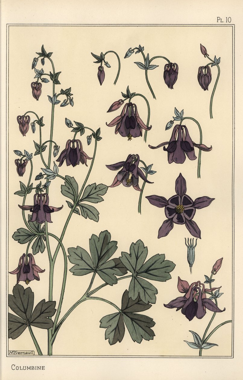 Columbine, Aquilegia vulgaris, çiçek parçaları by Eugene Grasset