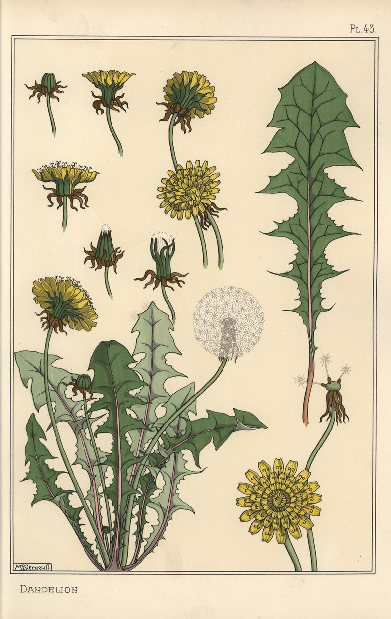 Karahindiba botanik çalışması by Eugene Grasset
