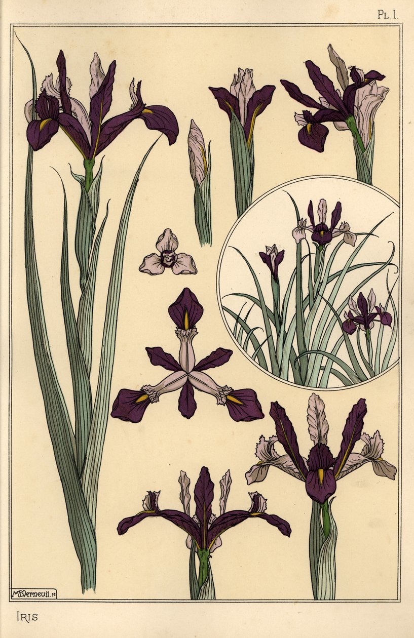 İris bitkisi ve çiçek parçaları, gömme ile by Eugene Grasset