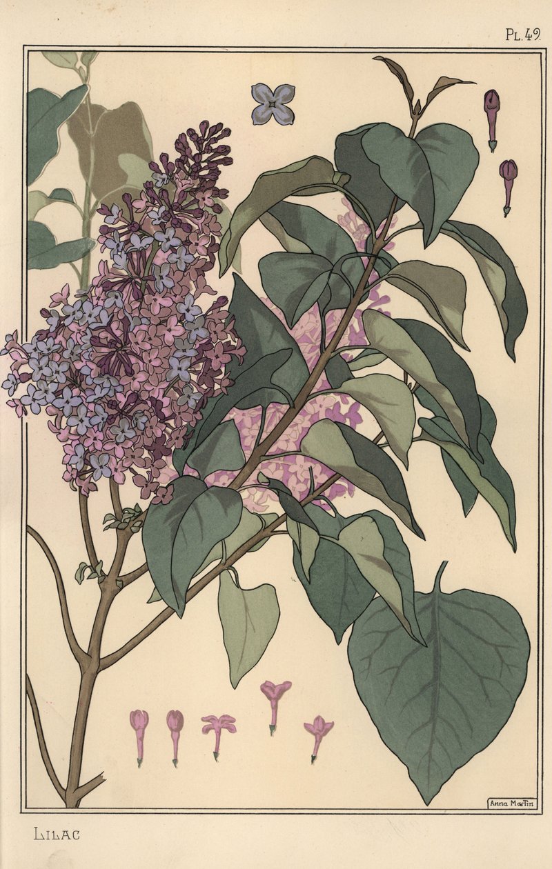 Leylak botanik çalışması. by Eugene Grasset