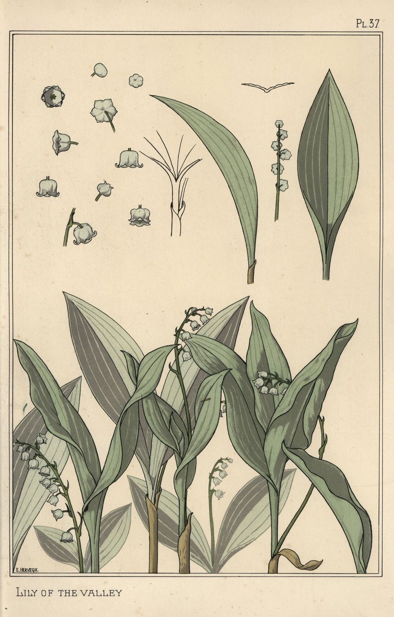 Vadideki zambak, botanik çalışma by Eugene Grasset