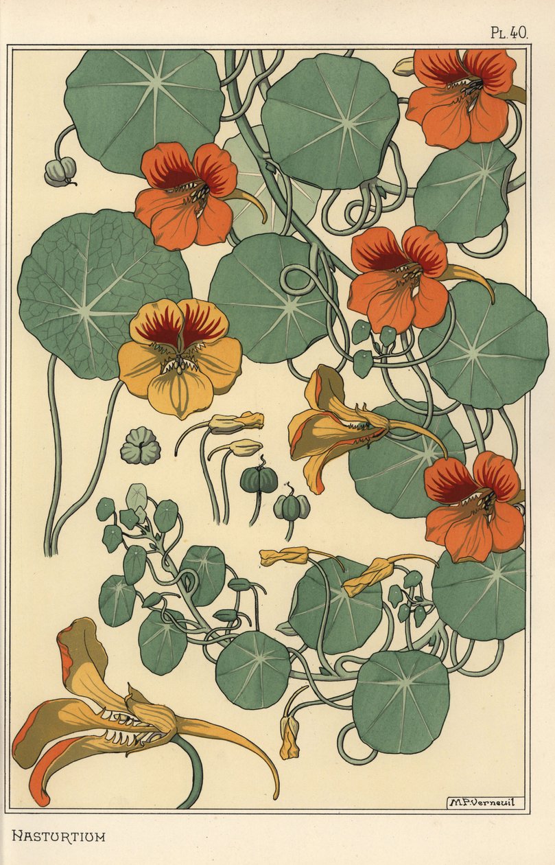 Nasturtium botanik çalışması by Eugene Grasset