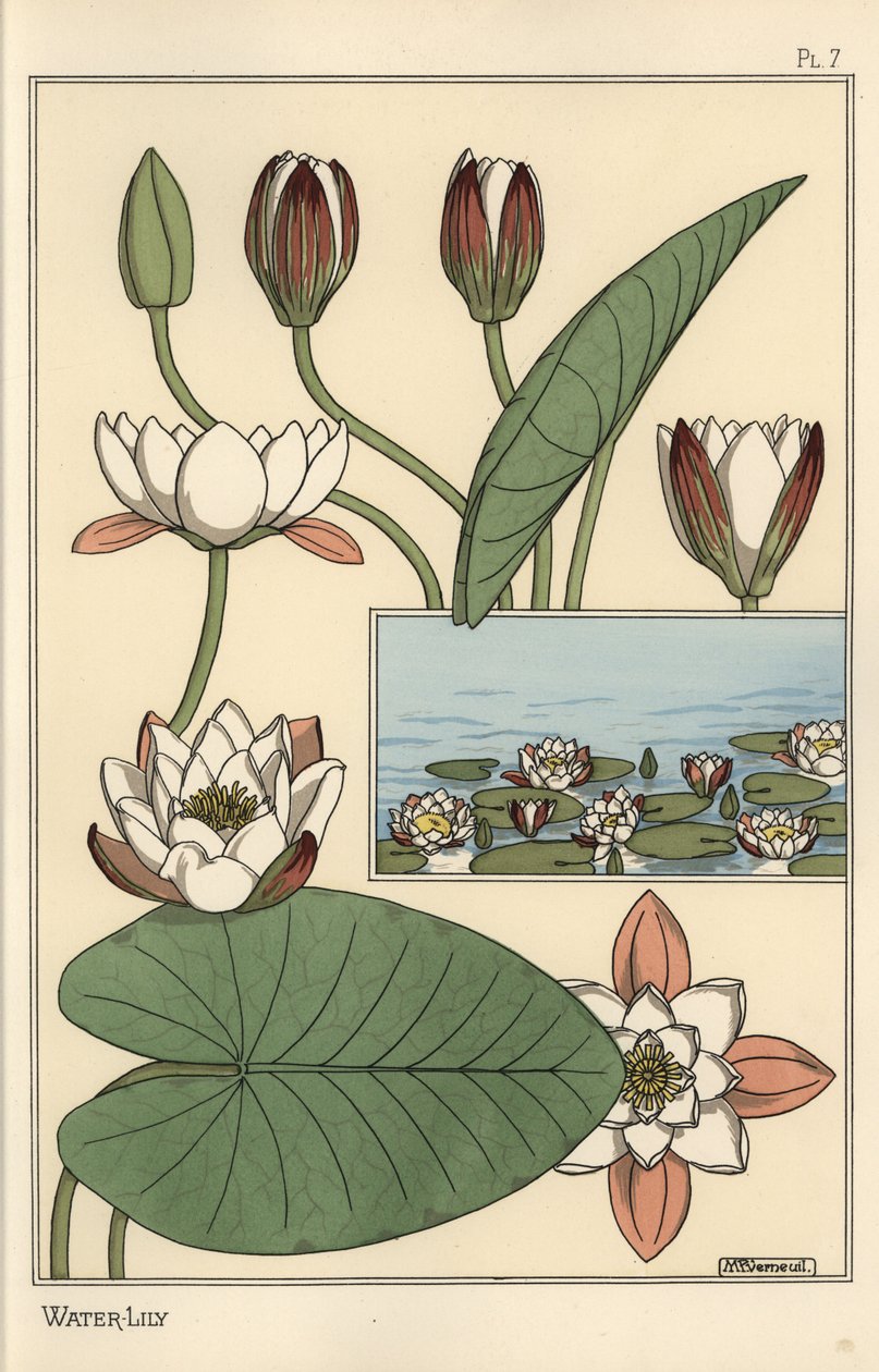 Nilüfer, Nelumbo lutea ve çiçek parçaları by Eugene Grasset