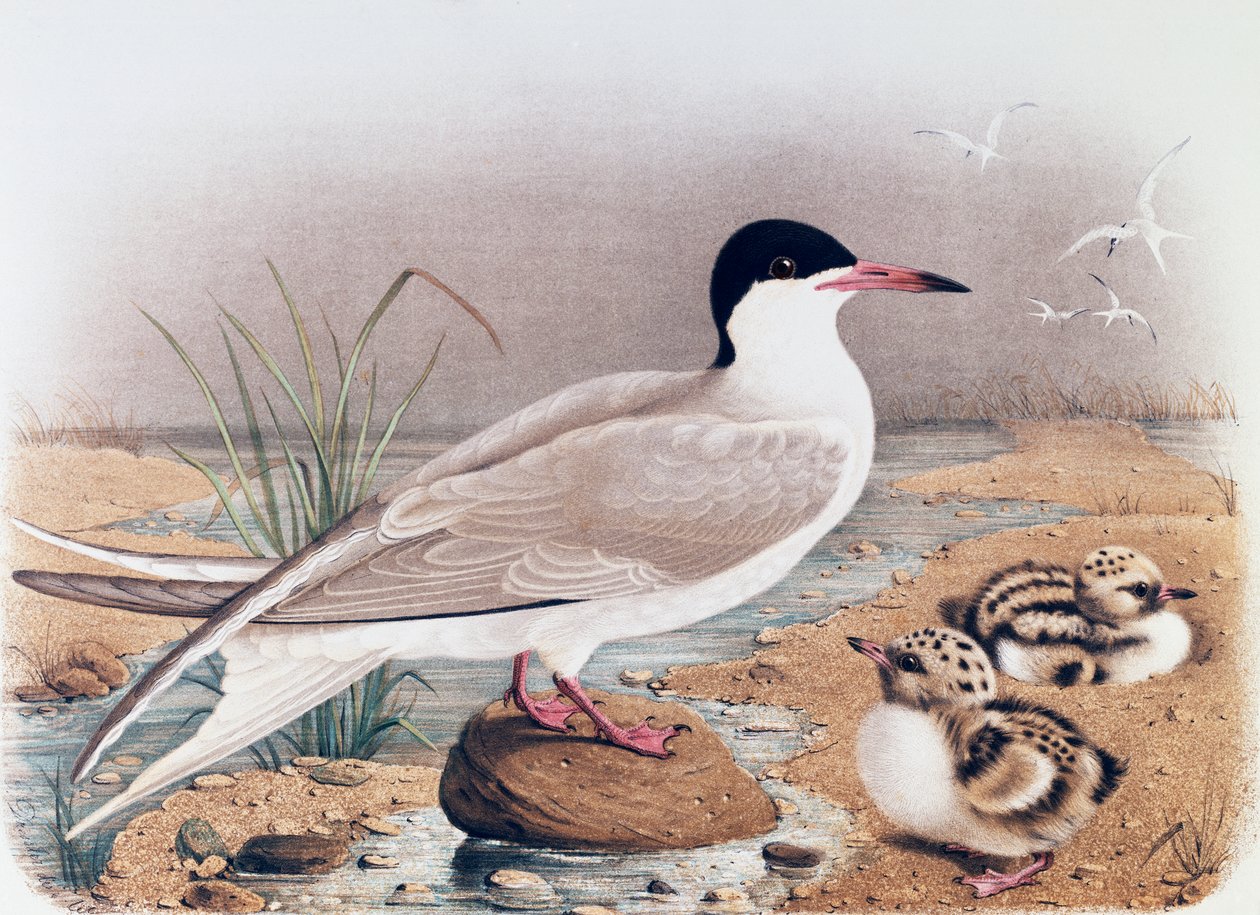 Sumru (Sterna hirundo), Oscar Dressler tarafından Lombardiya