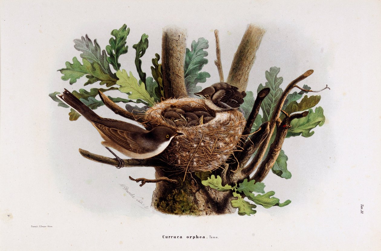 Falvette Curruca Orphea