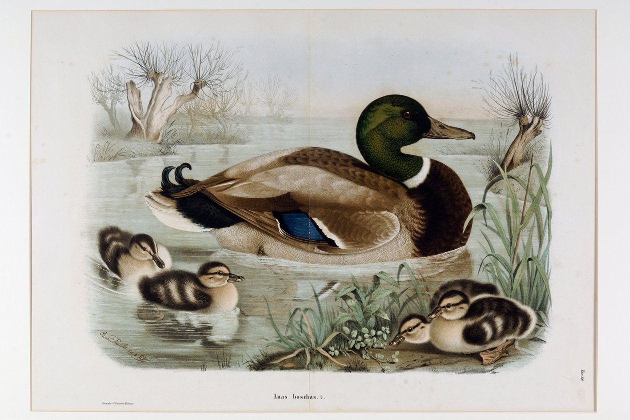Yeşilbaş Ördek (Anas platyrhynchos), ou yeşilbaş (Yaban ördeği) Temsili (Kromolitografi by Eugenio and Dressler Oscar  Bettoni