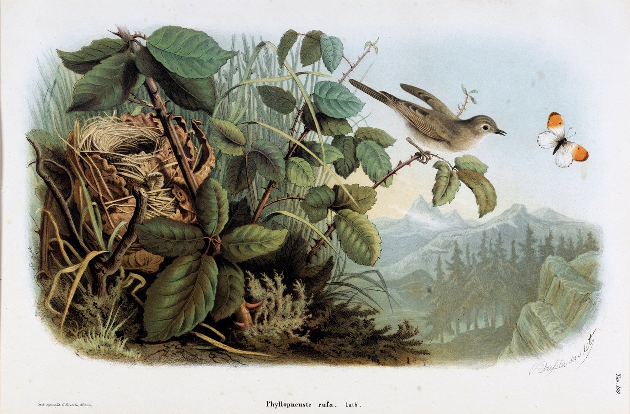 Tavuk hızının temsili (Phyllopneuste rufa) (Chiffchaff) (Kromolitografi by Eugenio and Dressler Oscar  Bettoni