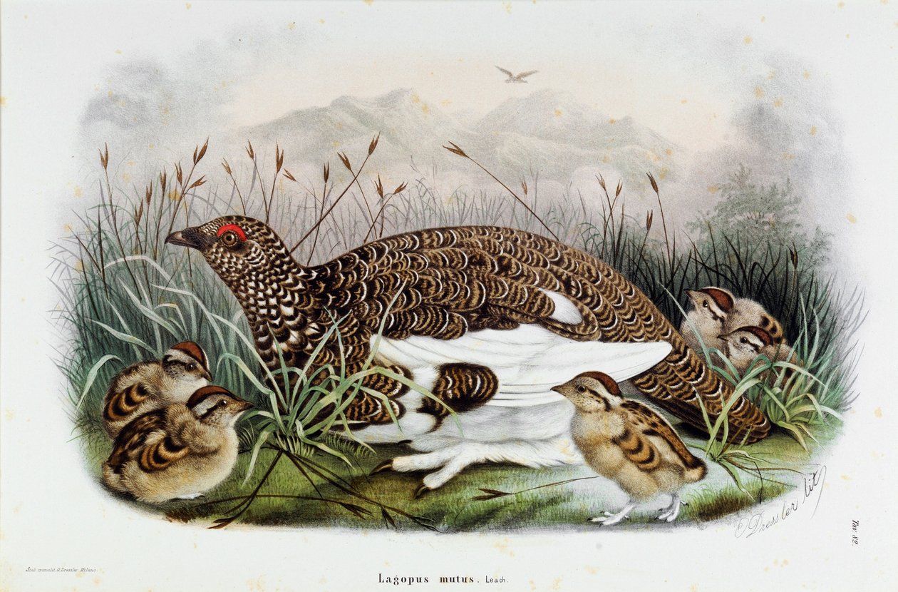 Kekliğin temsili (Keklik veya Lagopus mutus) (Kromolitografi by Eugenio and Dressler Oscar  Bettoni