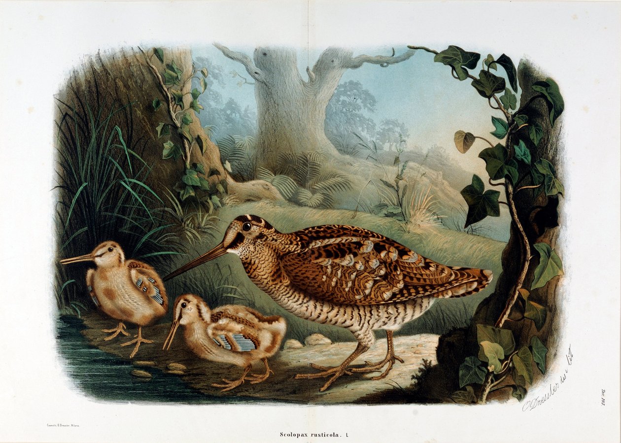 Ağaç gaganın temsili (Scolopax rusticola veya Woodck) (Kromolitografi by Eugenio and Dressler Oscar  Bettoni