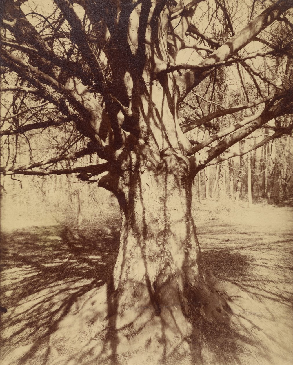 Kayın ağacı by Eugène Atget