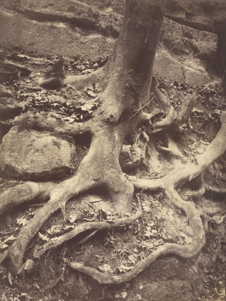 Ağaç Kökleri, Saint-Cloud by Eugène Atget
