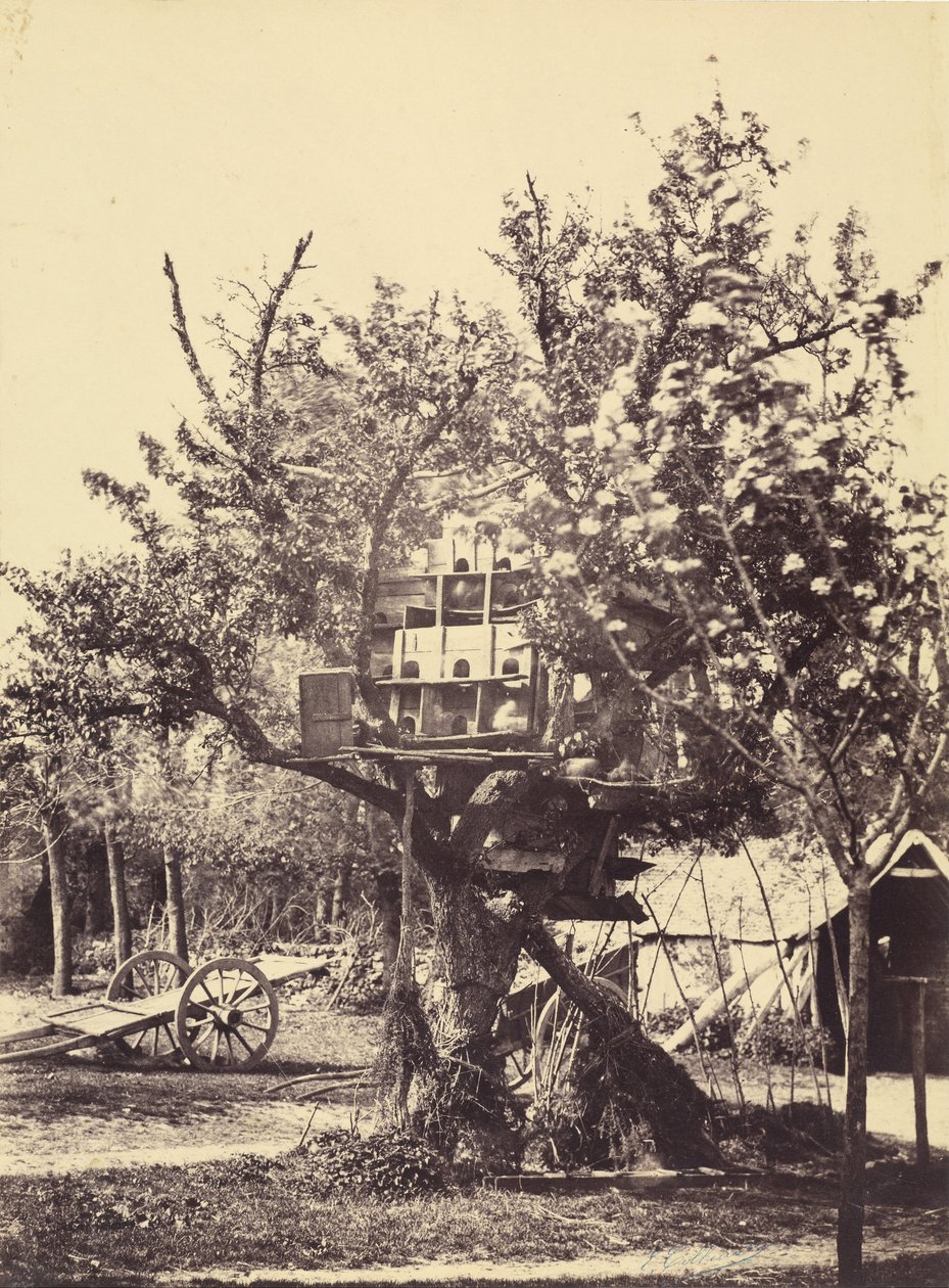 Ağaçtaki Güvercin Evi by Eugène Colliau