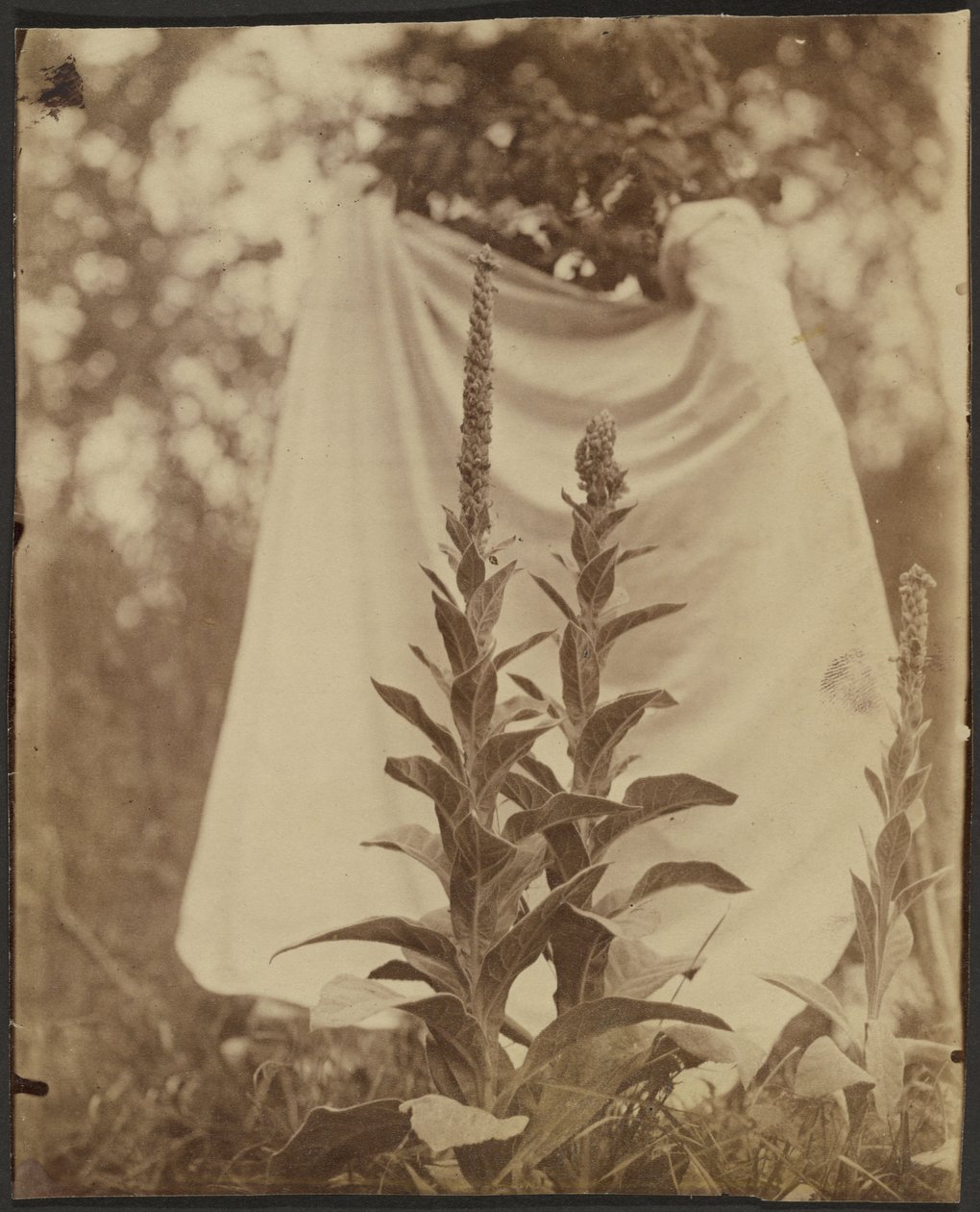  by Eugène Atget