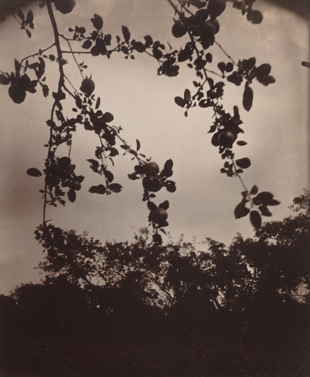 elma ağacı dalı by Eugène Atget