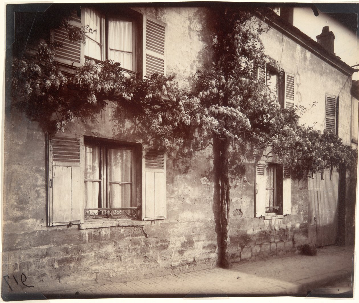 Glisin (Wisteria), Chtillon by Eugène Atget