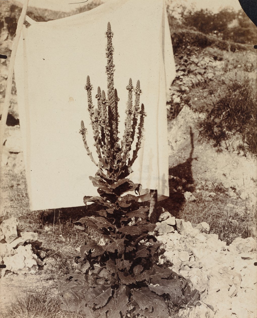 çiçek açan sığırkuyruğu by Eugène Atget