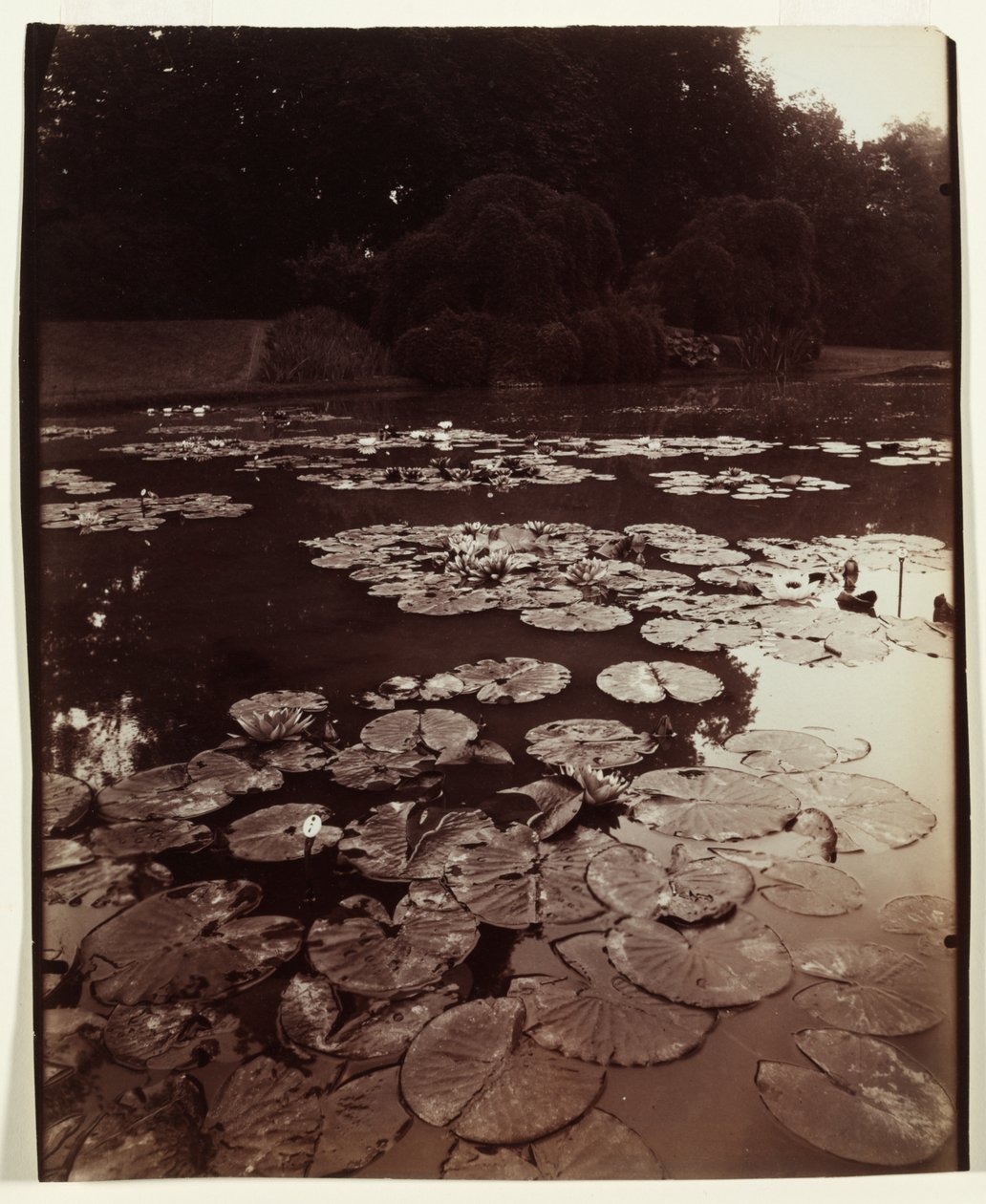 Su zambakları by Eugène Atget