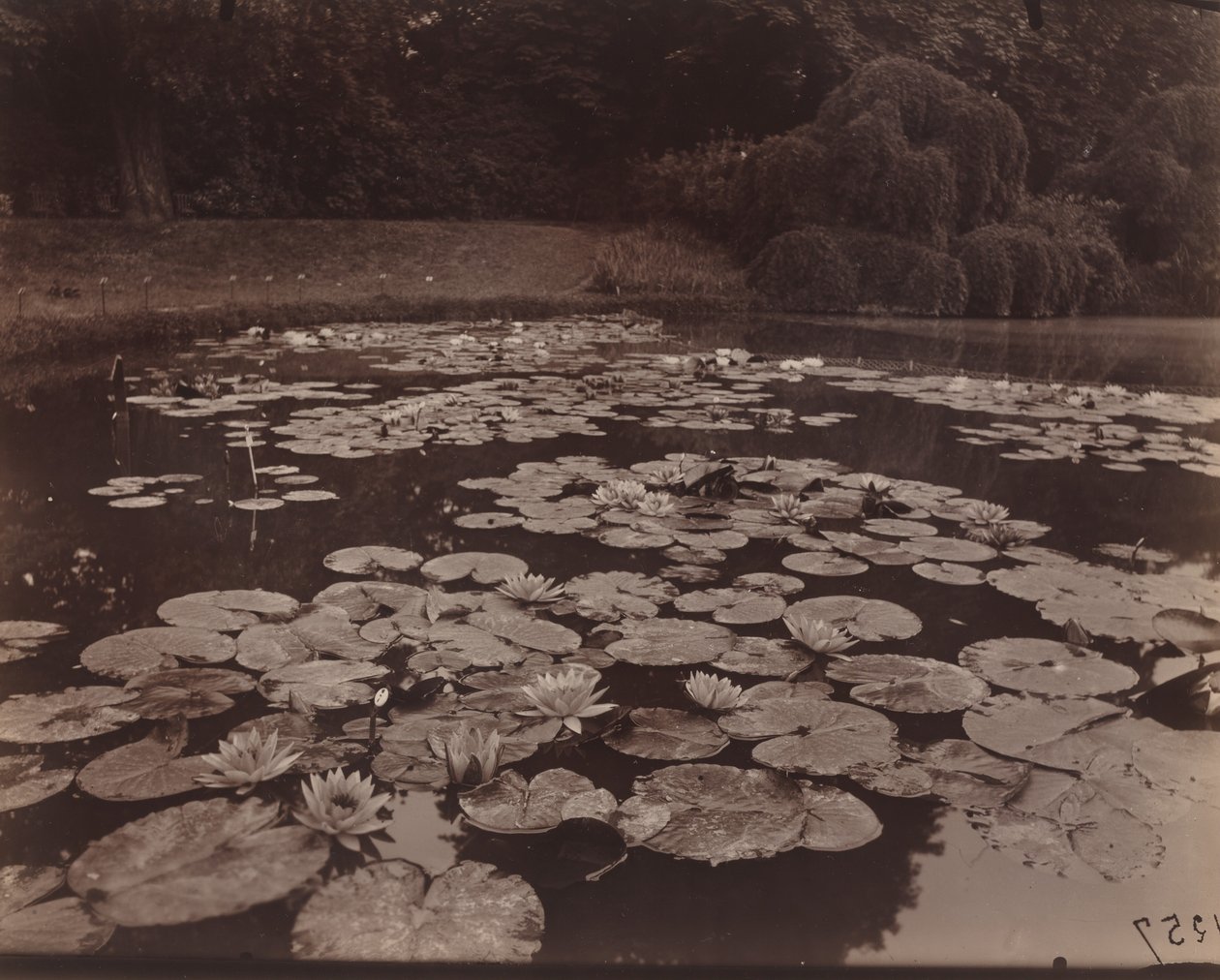 Nilüferler (Bagatelle) by Eugène Atget