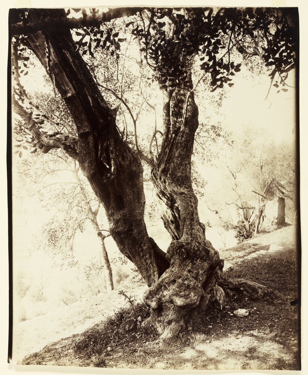 Olivier, Nice, 1900 dolayları by Eugène Atget
