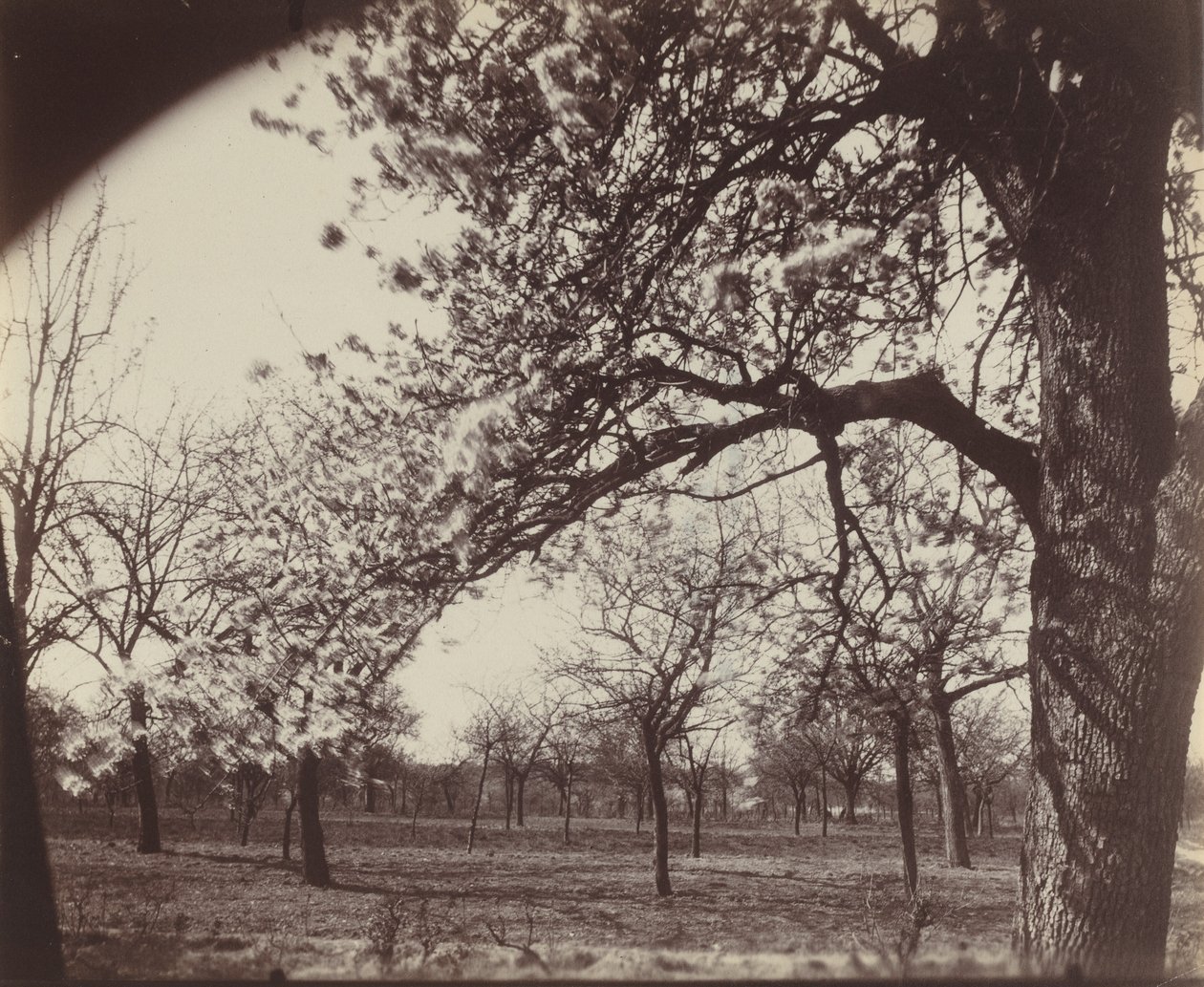 poirier by Eugène Atget