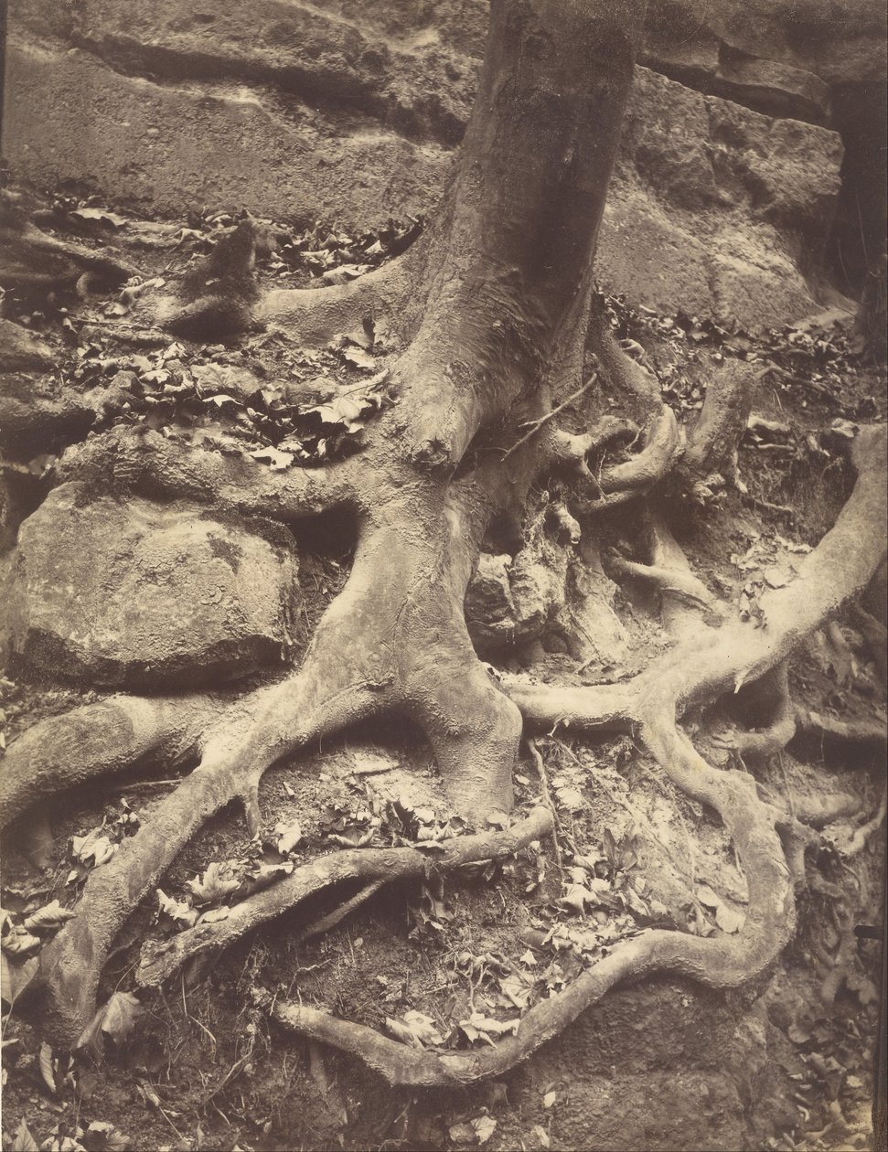 Ağaç Kökleri, Saint-Cloud by Eugène Atget