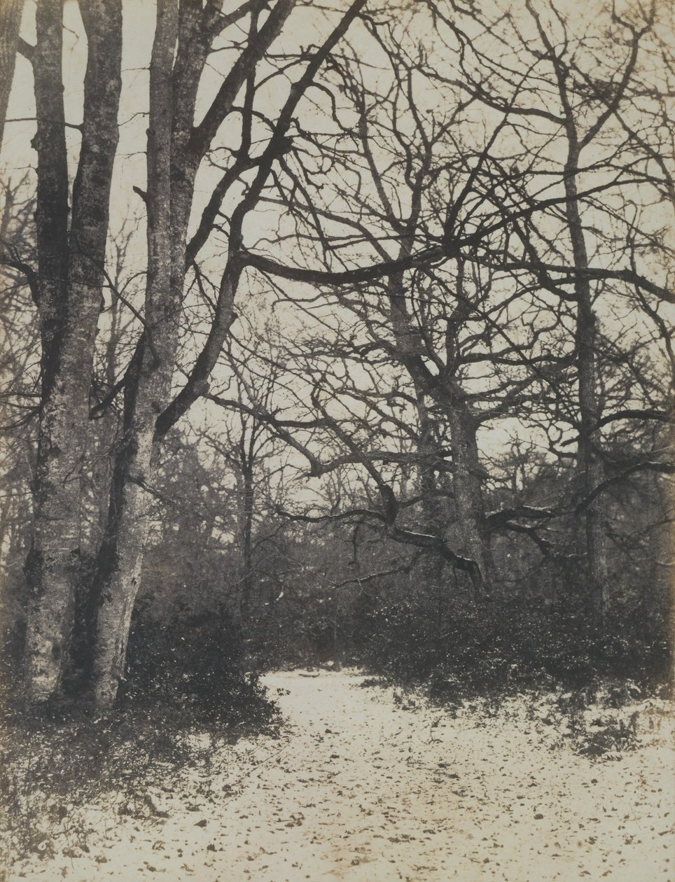 [Fontainebleau Ormanı], yak. 1860. by Eugène Cuvelier