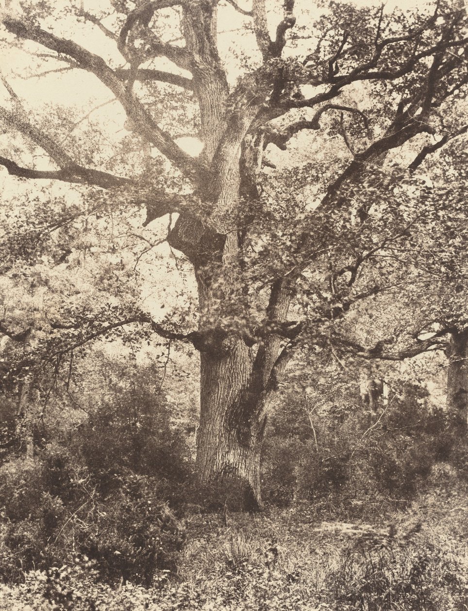Bodmer yakınlarında, 1860