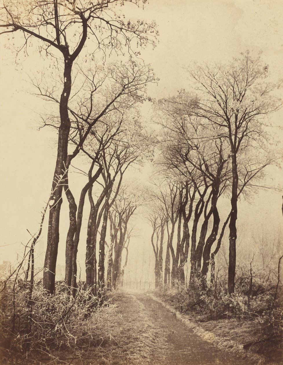 Hoarfrost ile Yol ve Ağaçlar by Eugène Cuvelier