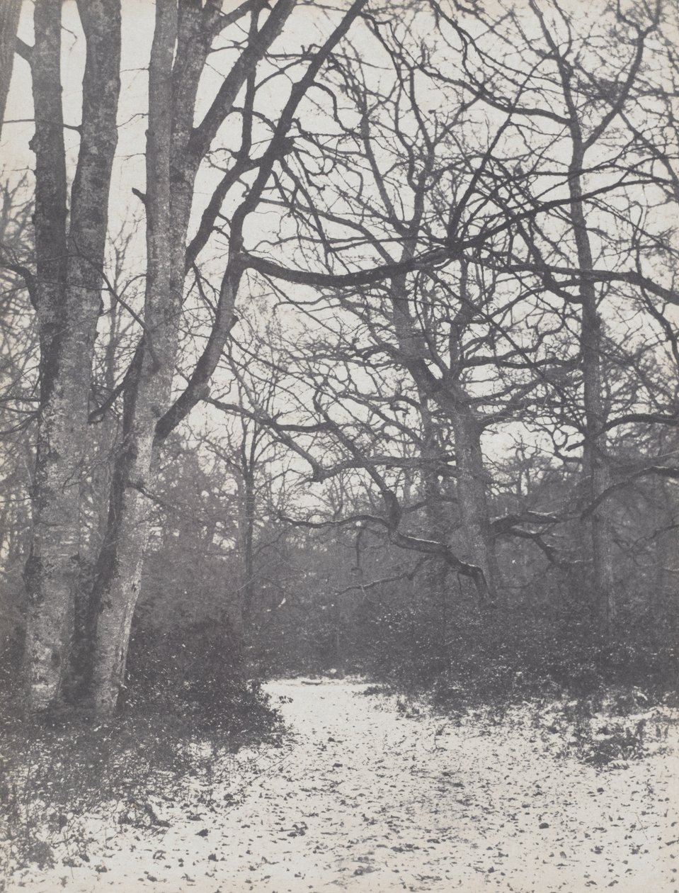 Ormandaki Yol by Eugène Cuvelier