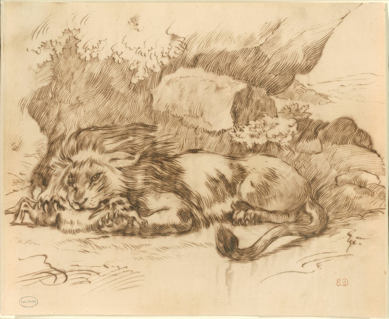 Tavşanı Yiyen Aslan by Eugène Delacroix