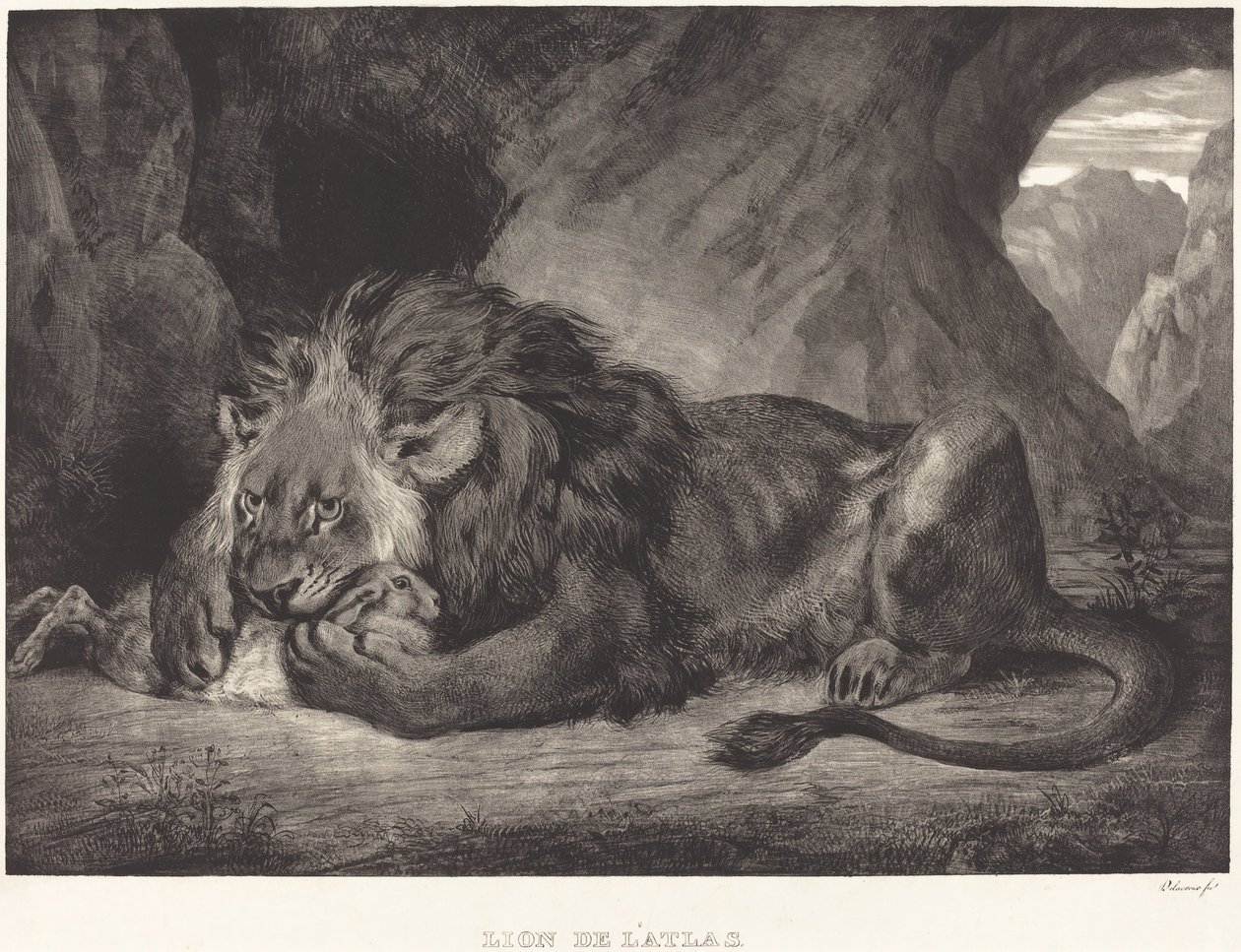 Atlas Dağları Aslanı Lion de l