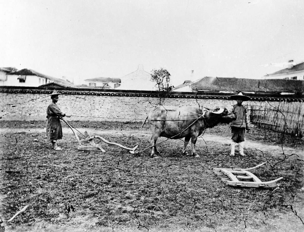 Tarlalarını Sürmek İçin Öküz Kullanan Çinli Köylüler, 1865 dolayları by European Photographer