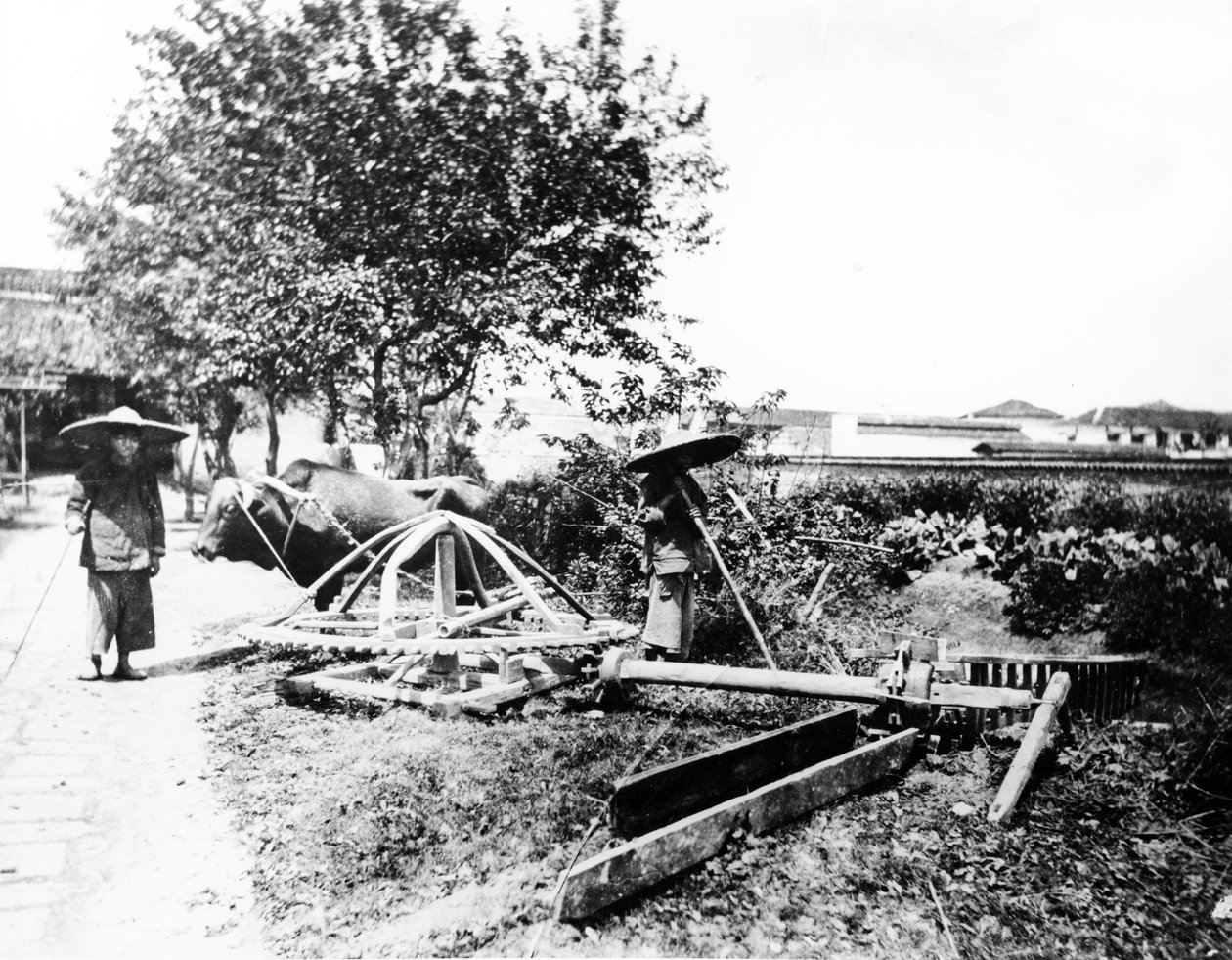 Ox-Driven Sulama, Çin, c.1870-80 by European Photographer