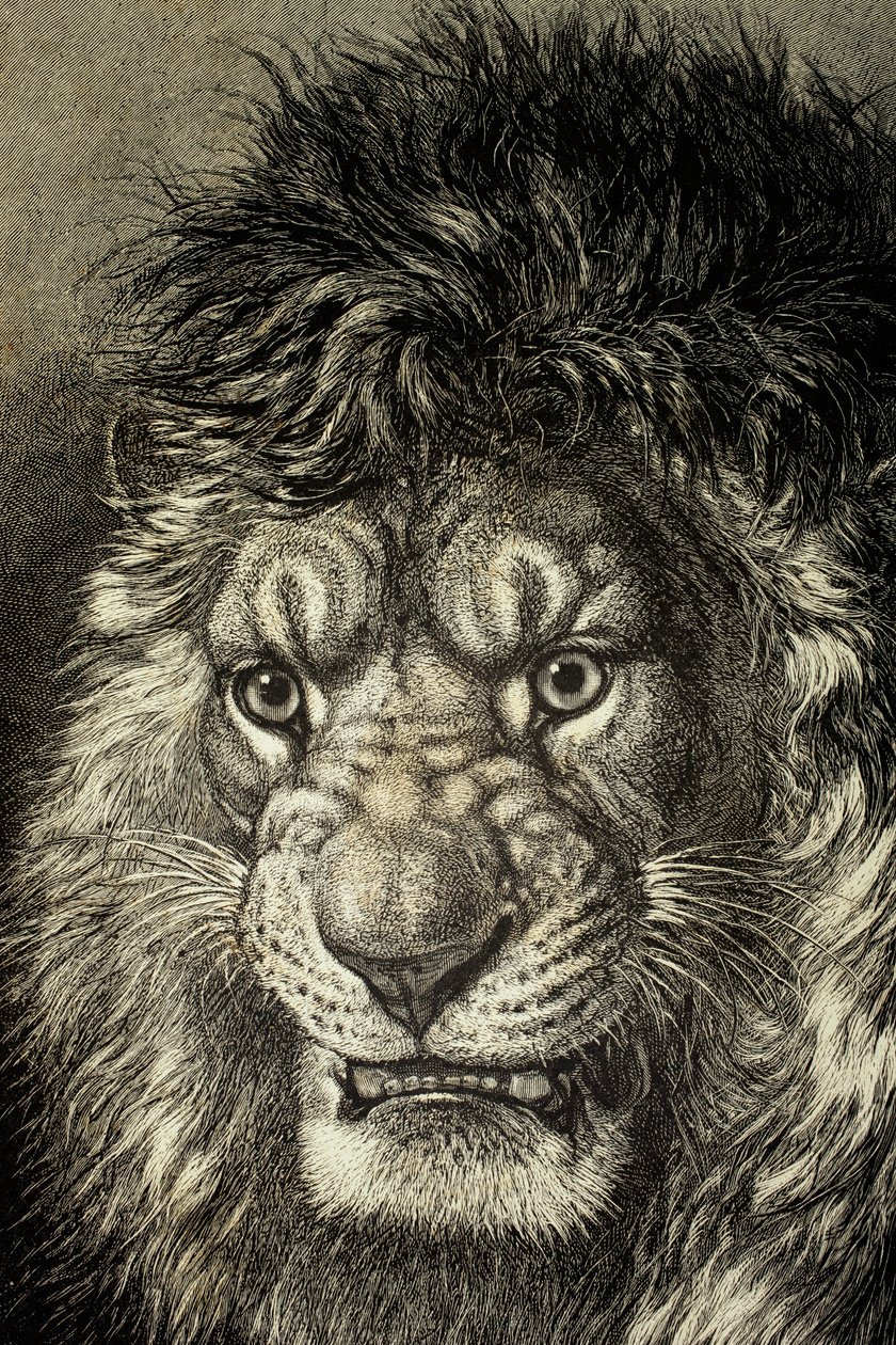 Canavarların Kralı Aslan, 