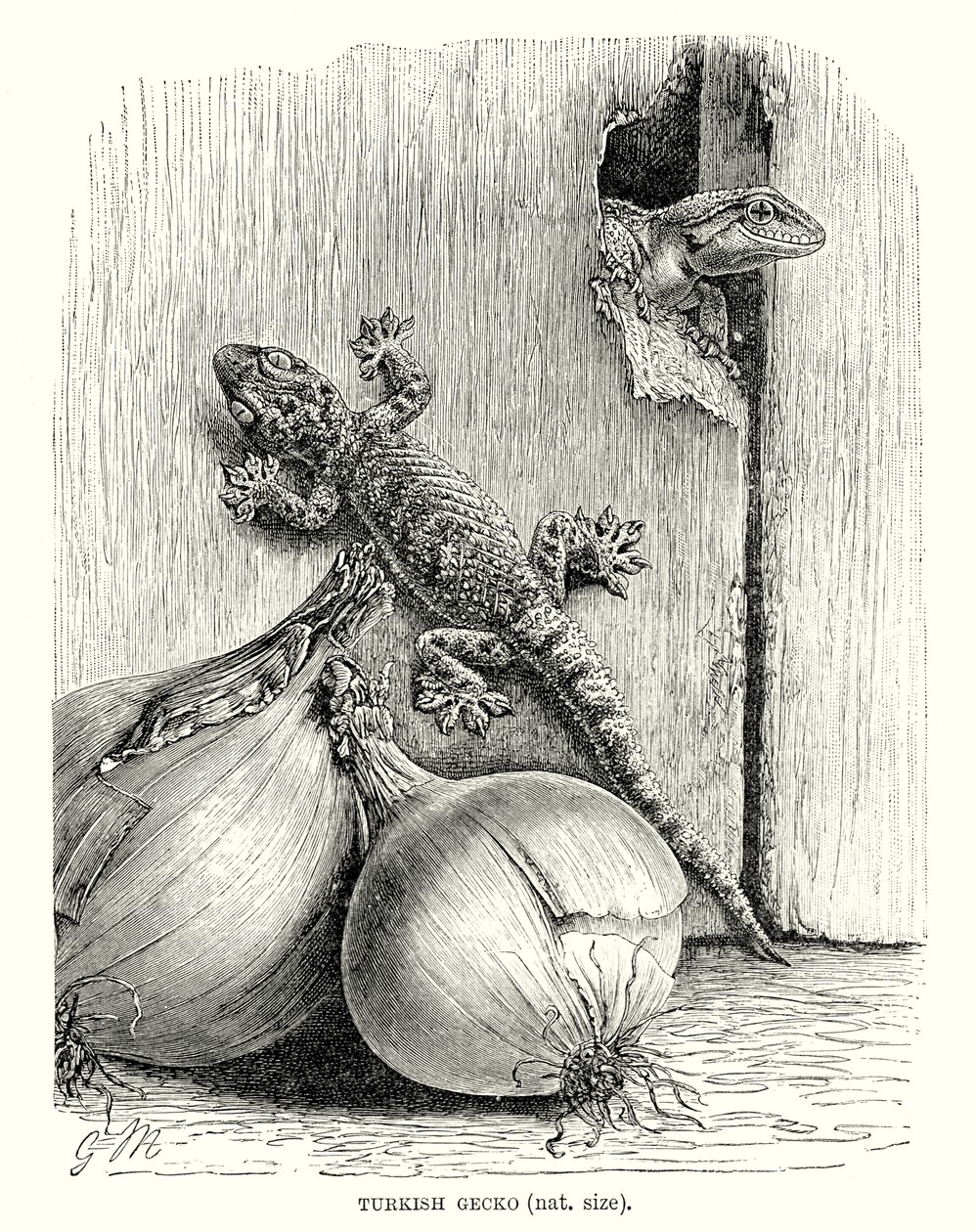 Türk Gecko (gravür) by European School