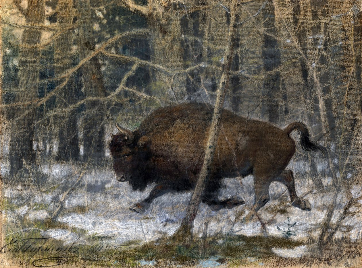""tahta bizonu"" Evgeny Alexandrovich Tichmenev