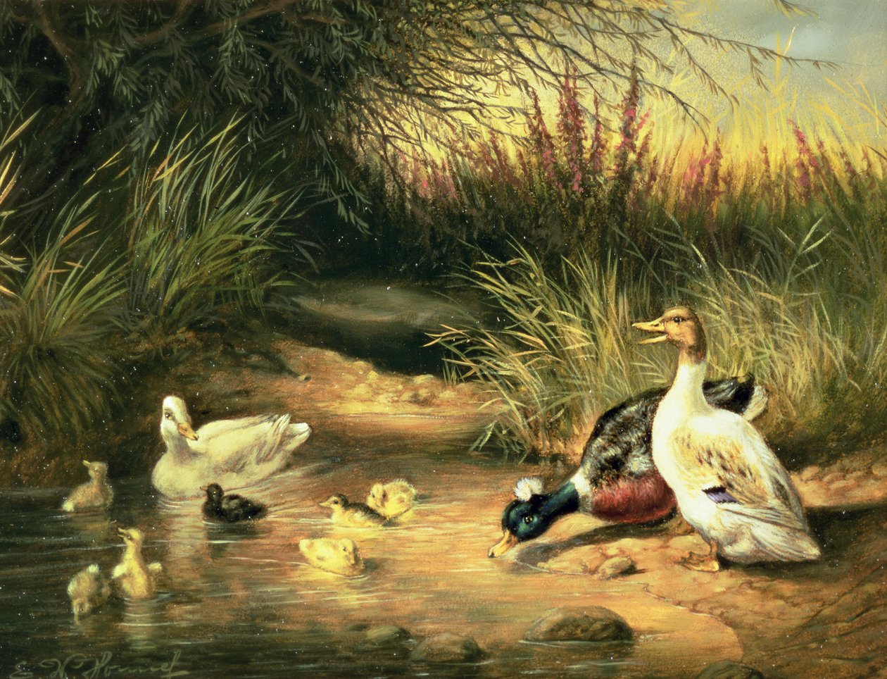 Ördekler, Drake ve Ördek Yavruları by Ewald Honnef