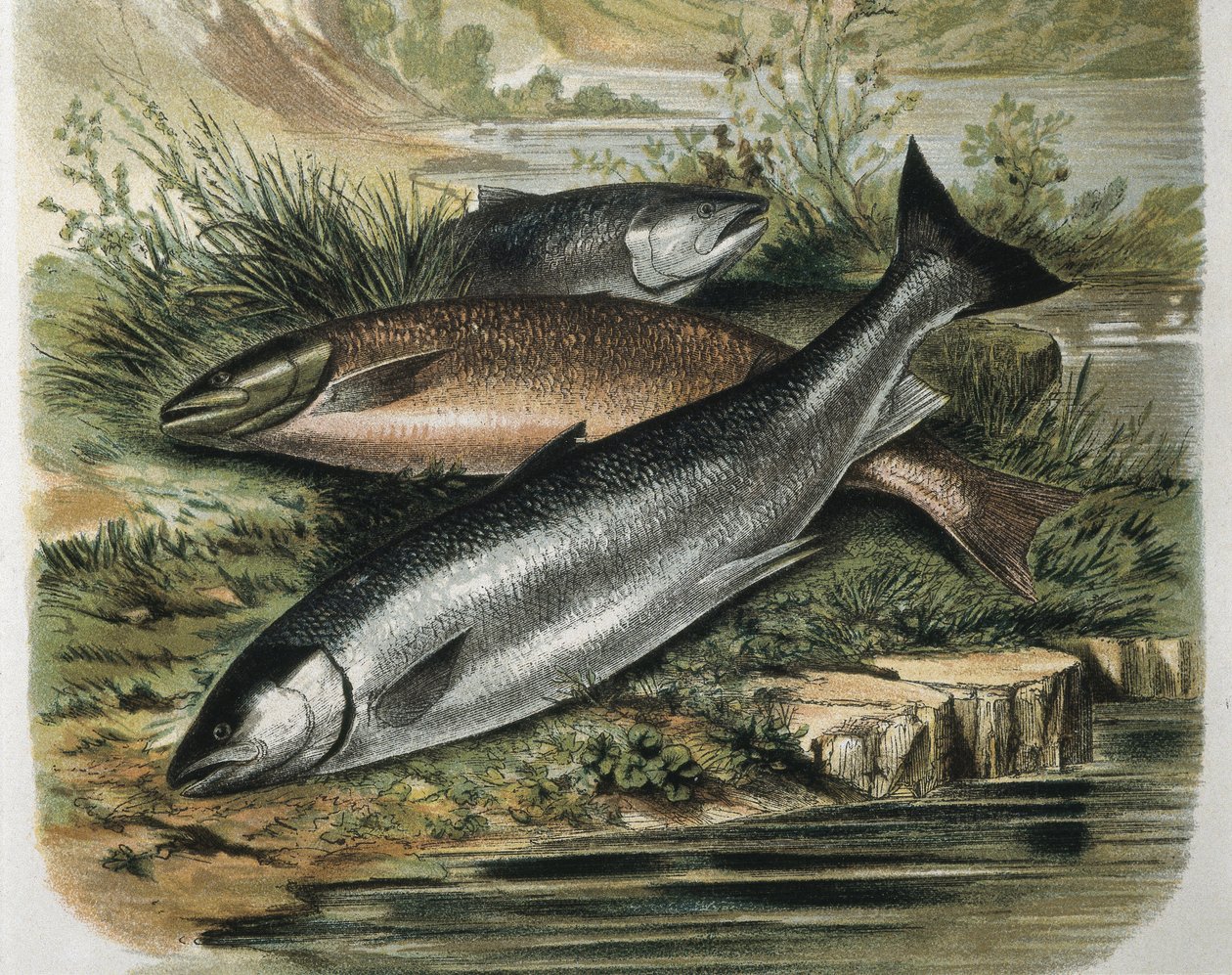 Salmons. F.Padro