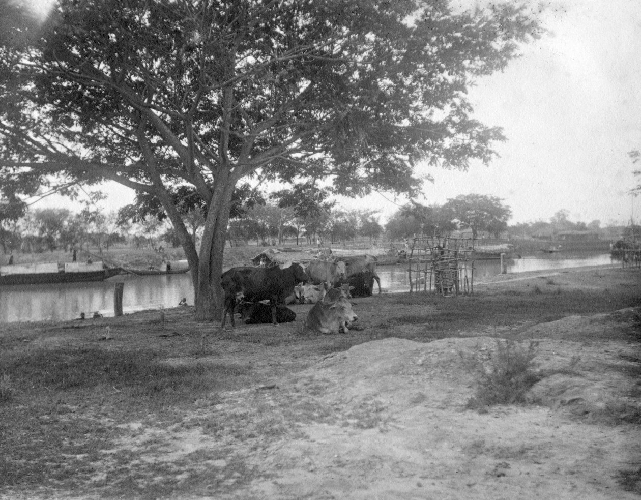 Sığır, Alipore, Hindistan, 1905-1906 by F. L. Peters