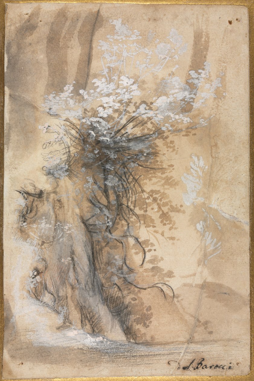 Aşınmış Bir Bankanın Üzerinde Çiçekli Çalı, 1565-1570. by Federico Barocci