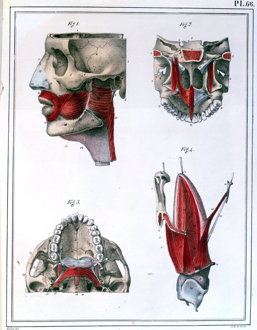 Boğaz ve çene anatomisi, Jules Cloquet (1790-1883) 1825 tarafından yazılan 