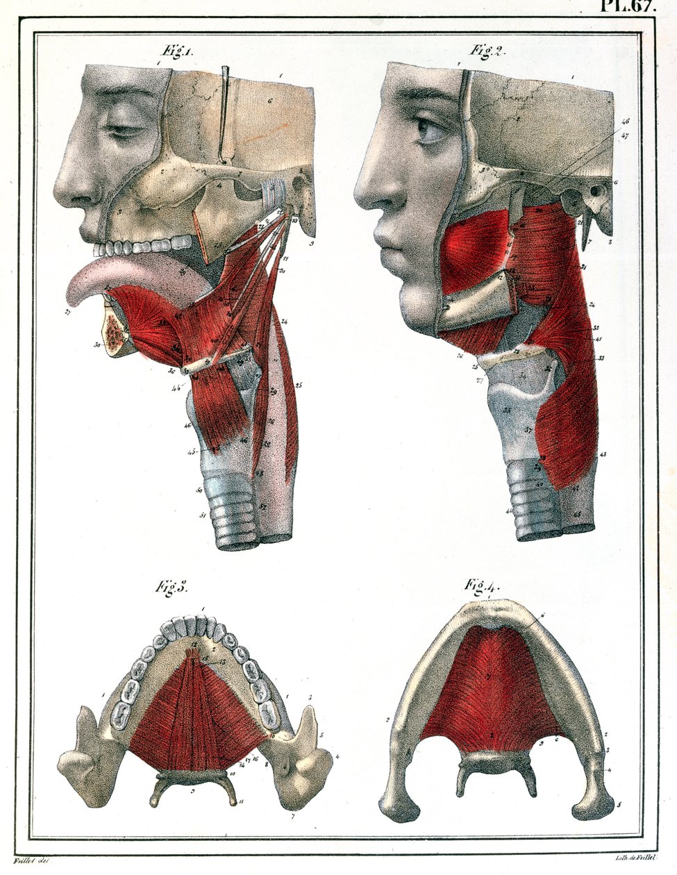 Boğaz ve çene anatomisi, Jules Cloquet (1790-1883) 1825 tarafından yazılan 