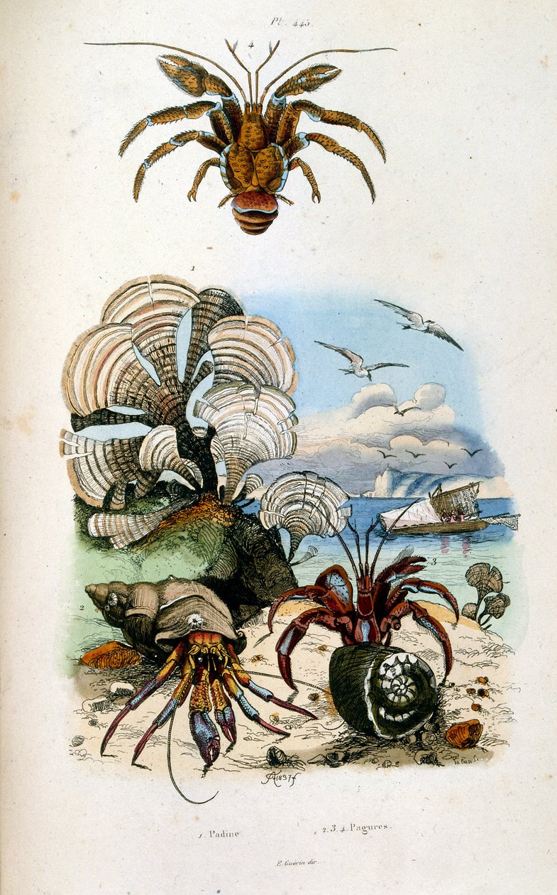 F. E. Guerin tarafından botanik ve zoolojik illüstrasyon. Dictionnaire pittoresque d