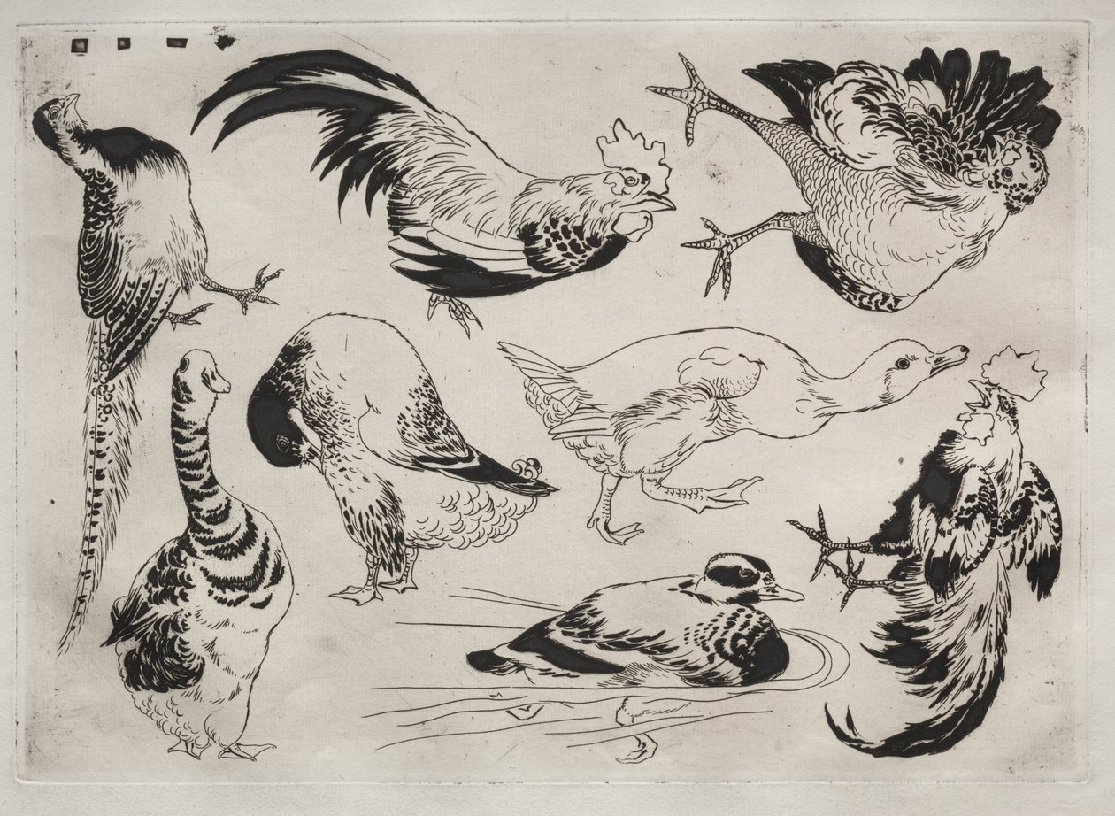 Akşam Yemeği Servisi (Rousseau servisi): Horoz, ördek vb. (no. 13) by Felix Bracquemond