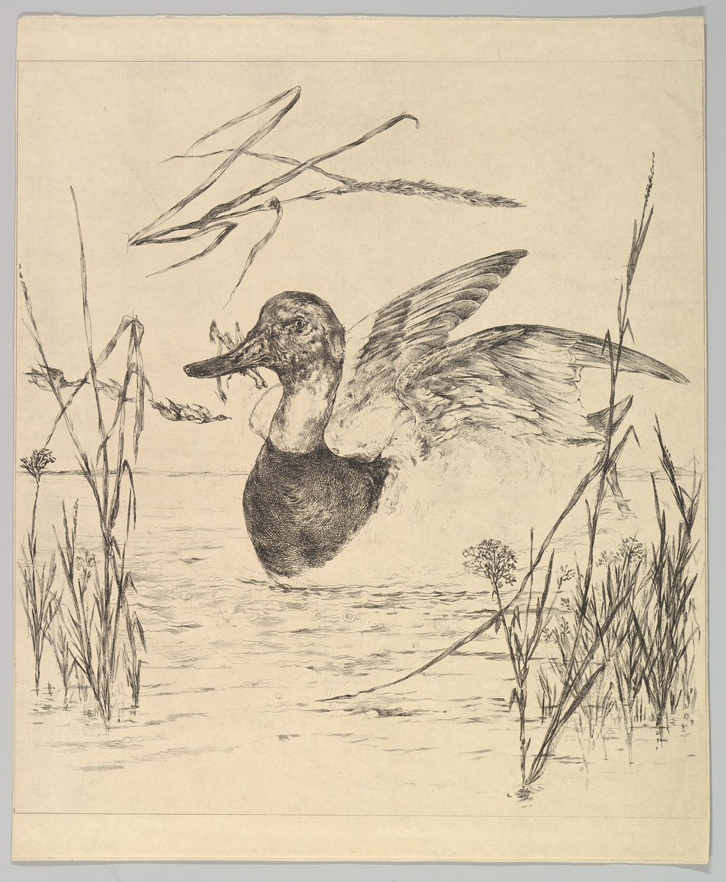 Ördek, 1850-1914. by Felix Bracquemond